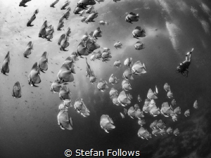 Wandering Stars

Longfin Batfish - Platax teira

Sail... by Stefan Follows 
